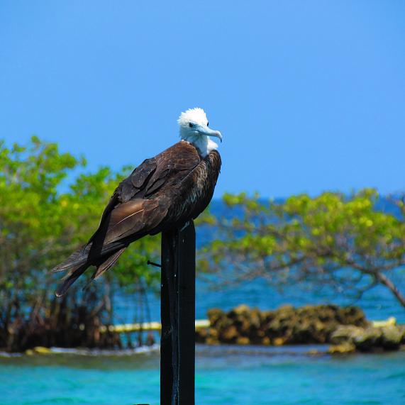 Observación de aves